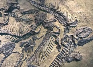 dinozor fosili