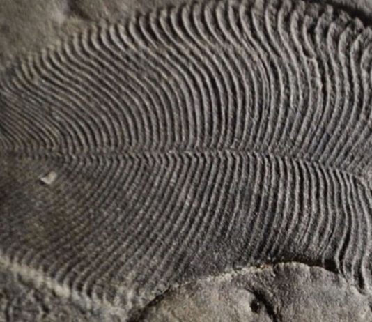 En eski hayvan fosili