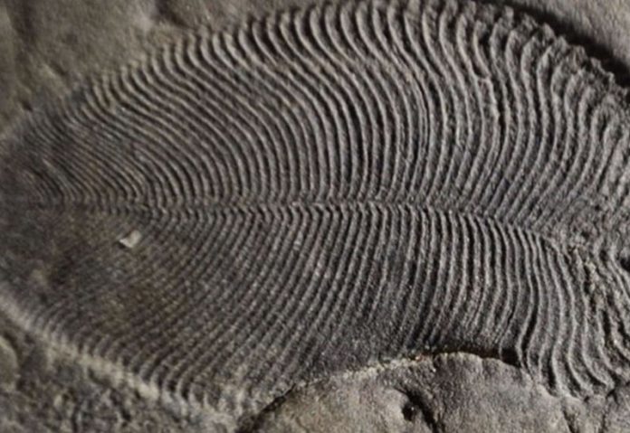 En eski hayvan fosili