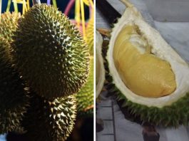 Durian meyvesi kokusu