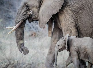 Fillerin ilginç özellikleri