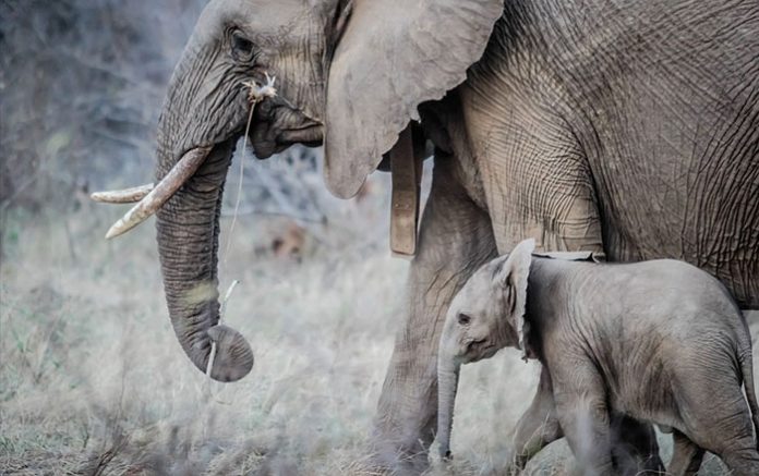 Fillerin ilginç özellikleri