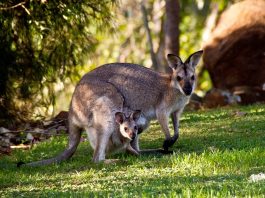 kangurular hakkında kısa bilgiler