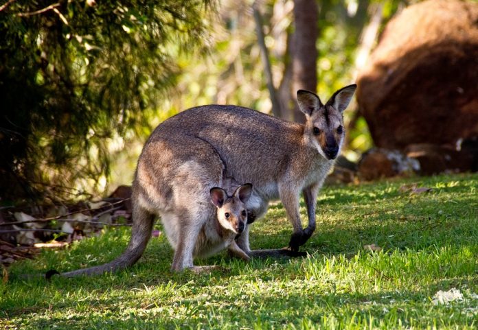 kangurular hakkında kısa bilgiler
